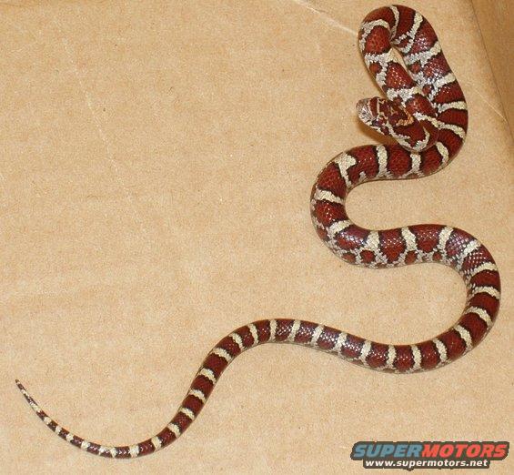 snakecropped.jpg Milk snake found in my work datacenter.