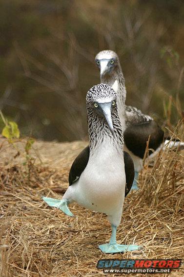 Two blue-footed boobies stand on dry grass, one with its leg raised