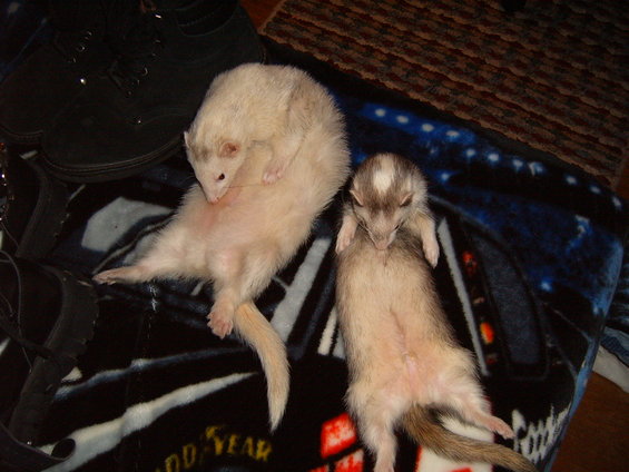 Two ferrets lying on a blanket next to black shoes