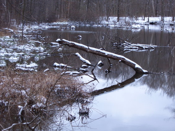 snow-covered fallen tree across a dark swamp with bare trees in background