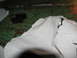 1995 Ford C-350 (Centurion Conversions) - The image shows a close-up of peeling white paint, exposing a textured green and brown surface beneath.