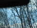 1995 Ford C-350 (Centurion Conversions) - A view of trees against the sky, likely taken from inside a vehicle during a trip.
