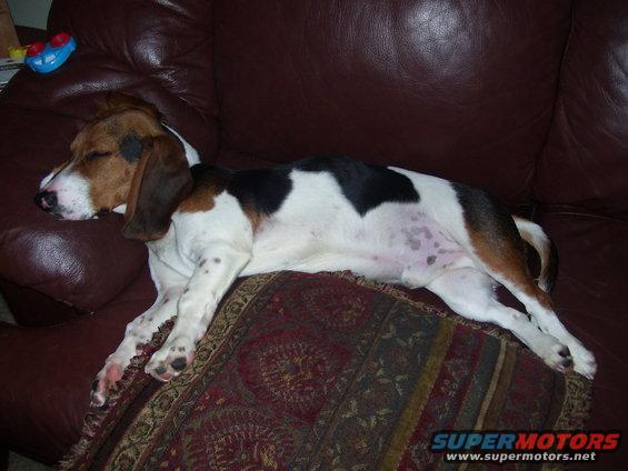 Basset Hound mix dog sleeping on a brown leather couch