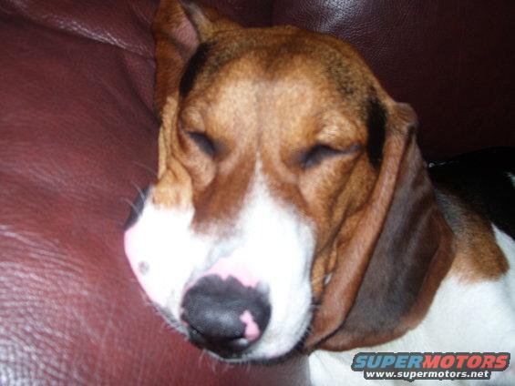 dog sleeping on a brown couch