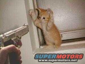 Orange kitten with paws up, threatened by a handgun near a window