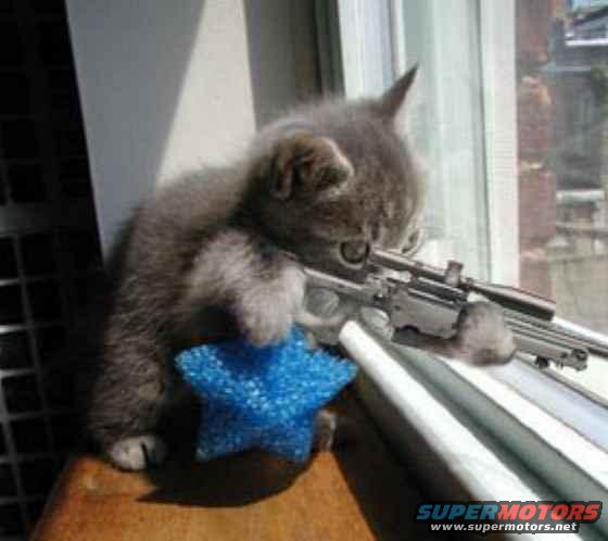Kitten holding a rifle and aiming out a window