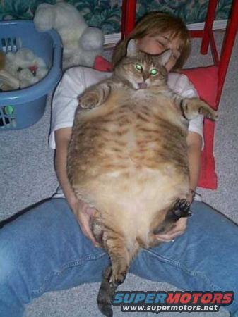 Person in blue jeans holding a large tabby cat with green eyes