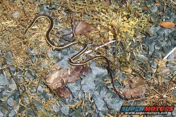 garter snake on gravel and dry grass