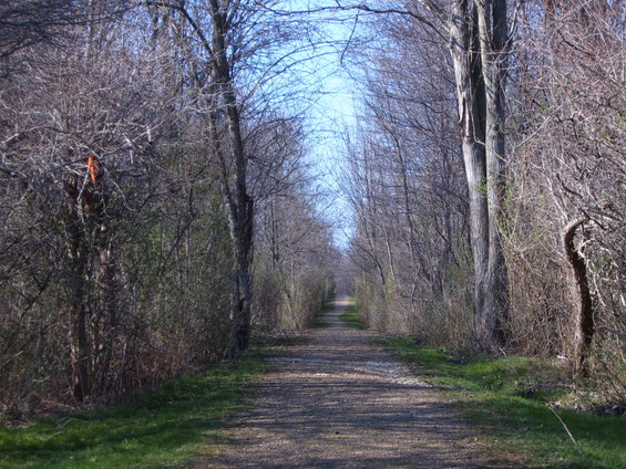 Gravel path through bare trees under a blue sky