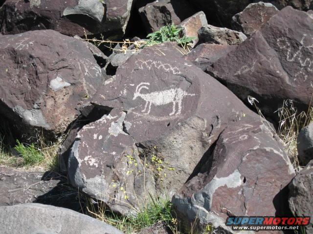 Petroglyphs of animals carved into dark rocks with grass growing around them
