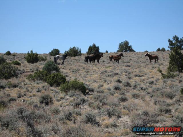 Look Broncos on the way to Bronco Canyon