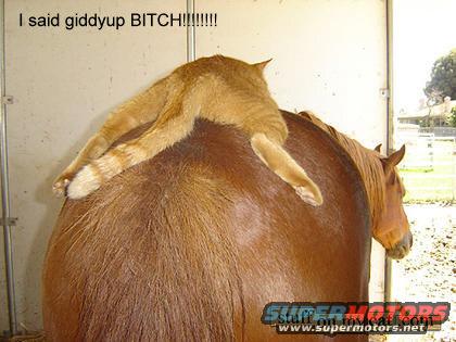Giddyup