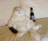 Fluffy white cat lounges on a bed with a remote control and a bottle of beer