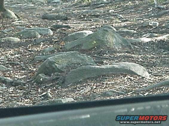 Rocky ground covered in leaves and debris with a tree trunk visible on the left