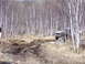 1996 Ford Bronco - A GMC pickup truck drives through a challenging off-road course in a wooded area.