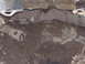 1996 Ford Bronco - The underside of a vehicle is obscured by dirt and mud, making identification difficult.