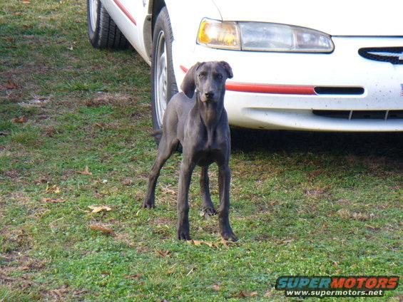 Dog standing in front of a white car. The car has a red stripe on the front