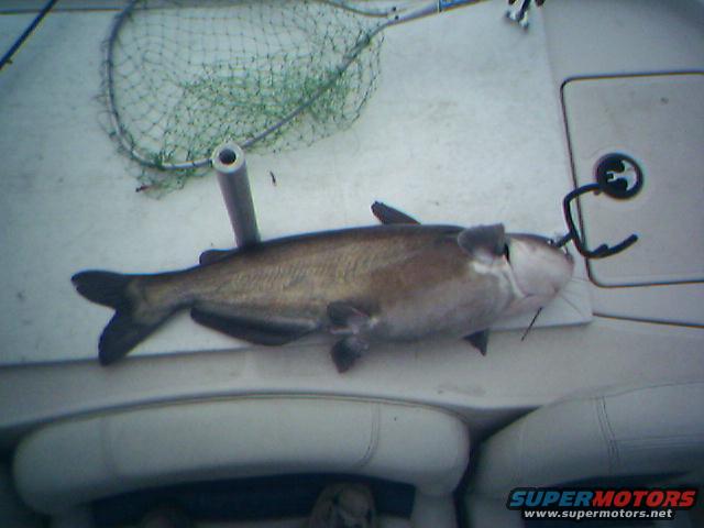 Another big blue caught while trolling. Caught on a red/white grub using crappie spincast outfit. Probably 15 lbs