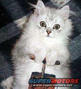 Fluffy white kitten sitting on a blanket with 'SUPER MOTORS' text visible