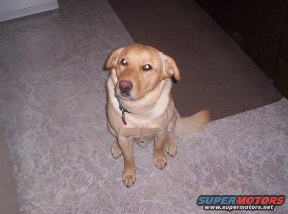 Yellow lab dog sitting on marble-patterned floor