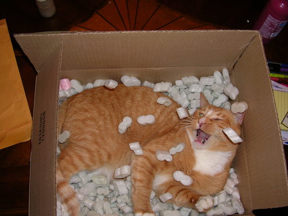 One of my cats being funny