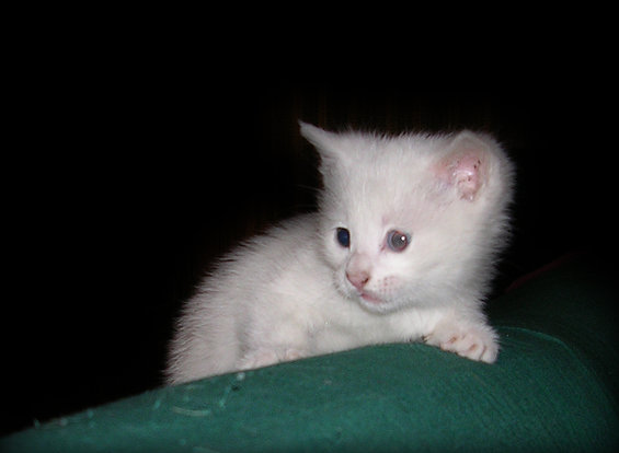 kitten3.jpg 