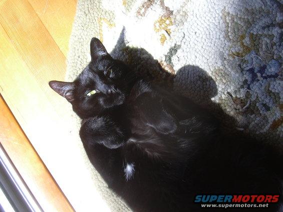 Black cat on rug, Supermotors.net watermark