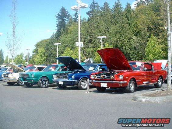 Several classic Ford Mustangs lined up with hoods open. Red, blue, green, and white models are visible