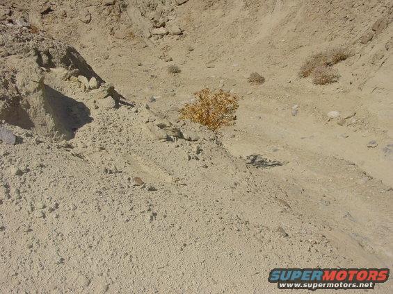 Dry, rocky desert terrain with sparse vegetation and tire tracks