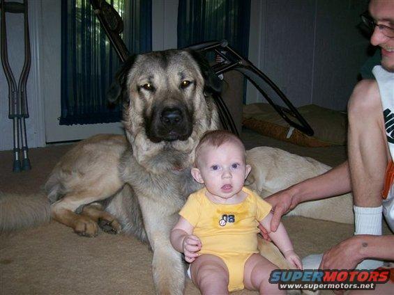 bull.jpg Bull & Aiden