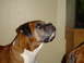 1989 Ford Bronco - A boxer dog's head and chest are visible, with another dog in the background.