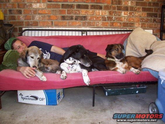 Person and three dogs lounging on a pink couch against a brick wall. A box with 'Spectrum DP' is under the couch
