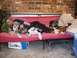 1992 Ford Bronco - A person and their canine companions relax together on a couch, with a box visible underneath.