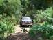 1980 Ford F-250 - Ford F-250 navigates a wooded trail.