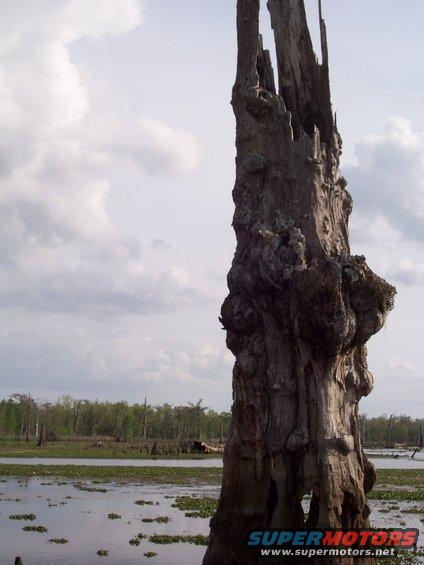 Dead tree stump in a swamp with lily pads and distant trees under a cloudy sky