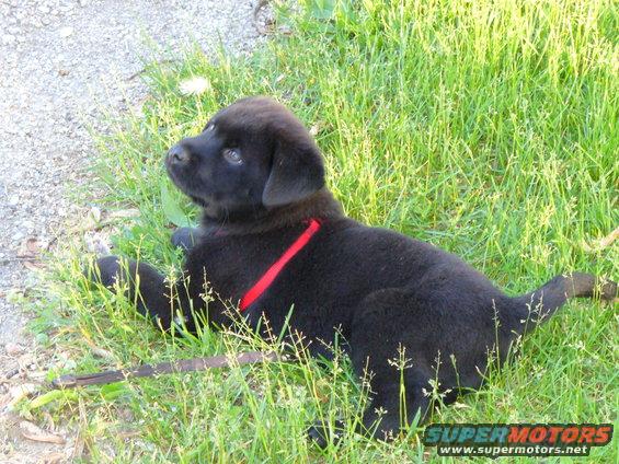 black puppy lying in grass wearing a red collar