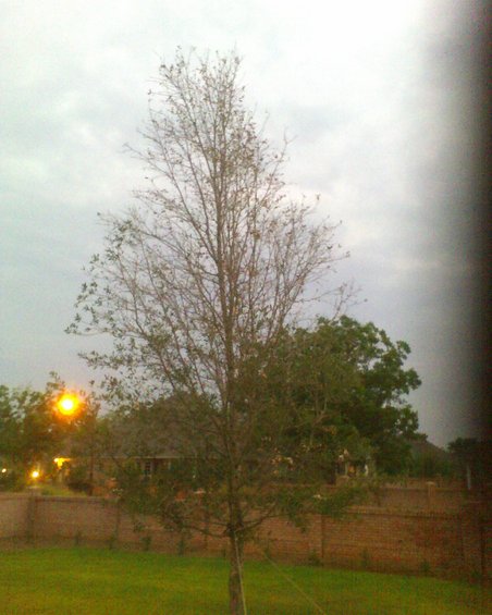Bare tree in foreground with green grass, brick wall, and houses in background under cloudy sky