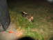 1978 Ford Bronco - A German Shepherd rests in the grass beside a large dark object and an orange extension cord.