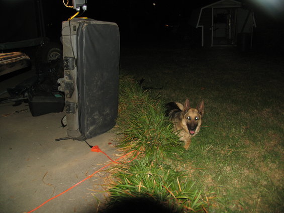 German Shepherd dog peeking out from grass next to a large black case with orange cord