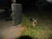 1978 Ford Bronco - Dog in grass near a large case at night, with a shed in the background.