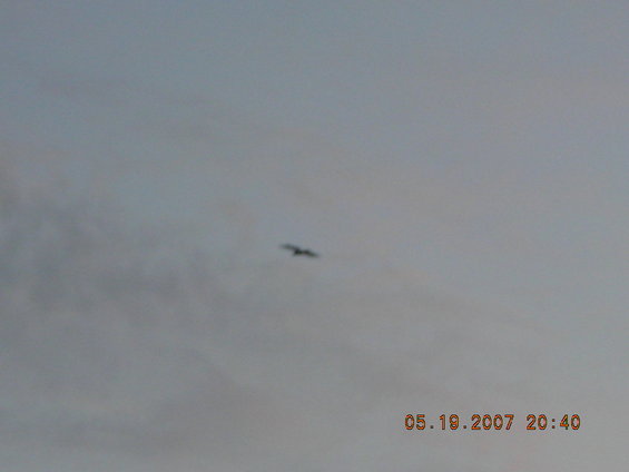 Bird flying in a cloudy sky with a date stamp of 05.19.2007 20:40