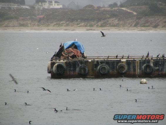 Barges loaded with netting and covered with blue tarp, floating in water with birds