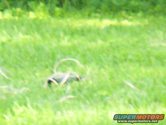 Dark car partially obscured by grass and foliage, viewed from a distance
