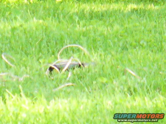 Dark car part with white trim, partially obscured by grass