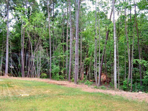 reinke--29-old-arden-house-014--backyard-fac.jpg Wooded area behind and at East side of the house.