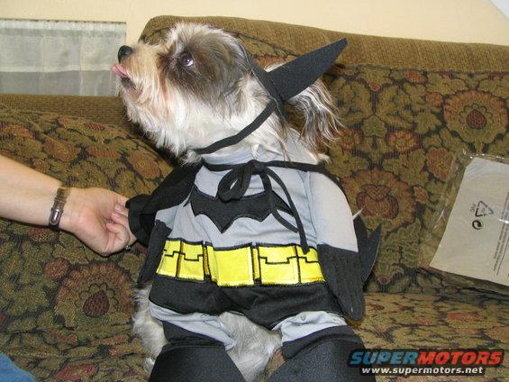 Dog wearing a grey and yellow Batman costume with a cape and cowl, sitting on a patterned couch