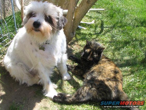 White and brown shaggy dog sits next to a tortoiseshell cat lying on green grass under a tree