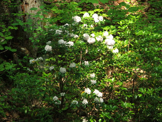 dscf1512.jpg 