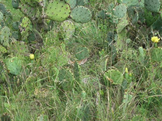 Prickly pear cactus pads and yellow flowers grow in tall green grass