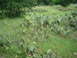 2001 Jeep Wrangler - A field of prickly pear cactus and tall grass under a canopy of trees.